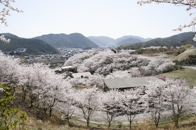 桜 見ごろ 山麓窯 山一面の桜 岡山県 の情報 ウォーカープラス