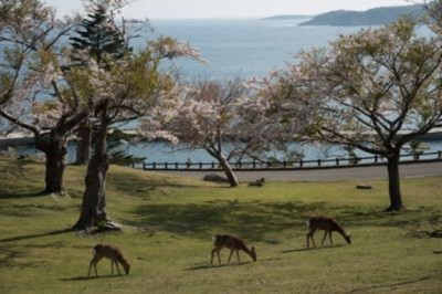 牡鹿半島 金華山の桜 宮城県 の情報 ウォーカープラス