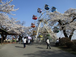 見頃の時期には、公園内を満開の桜が彩る