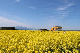 日本最大級の面積を誇る菜の花畑