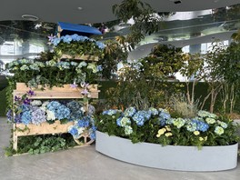 アジサイやクレマチスなどの花々に彩られた「てんぼうの丘」エリア