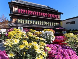 笠間市内各所で約1万鉢の菊が展示される