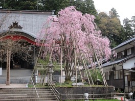 境内にはしだれ桜が堂々と咲き誇る