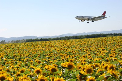 花 見ごろ 空港横リサイクルセンター前のひまわり 北海道 の情報 ウォーカープラス