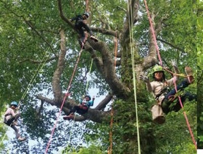 おっきなブナの木に登ろう ツリークライミング体験 秋田県 の情報 ウォーカープラス