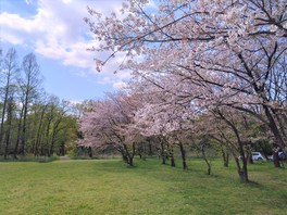 園内の桜が満開になる