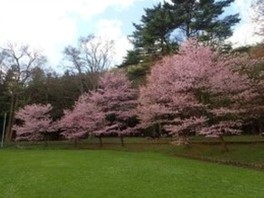園内が桜色に染まる