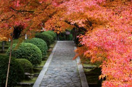 四季折々の風情が楽しめる石畳の参道