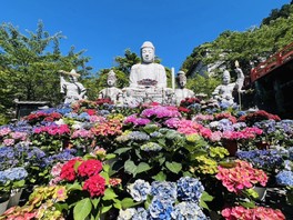 大仏石像がアジサイに埋め尽くされる