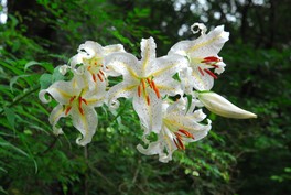 世界のユリの中で最も豪華で華麗なヤマユリ