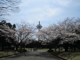 公園のシンボルである放送塔とソメイヨシノの共演