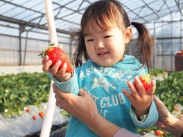 いちご狩りの体験時間は約60分