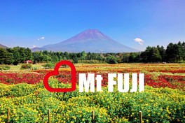 雪をまとわない夏富士とともに綺麗な花を観賞できる