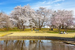 みちのく公園南地区に咲く桜