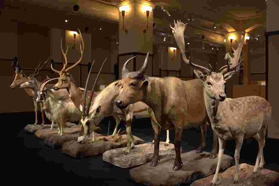 2022年　国立科学博物館「WHO ARE WE　観察と発見の生物学」展示風景