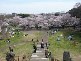 展望広場でにぎやかに桜を楽しむ