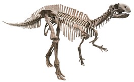 フクイサウルス骨格新頭骨