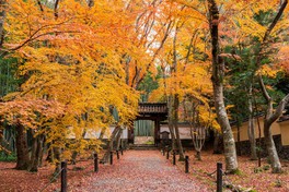 色鮮やかな紅葉が敷き詰められた地蔵院の参道