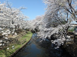 公園を散歩しながら桜をめでることができる