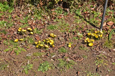 花 見ごろ 実篤公園 福寿草 東京都 の情報 ウォーカープラス