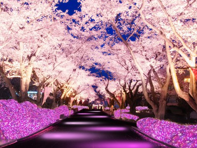 夜桜ジュエルミネーション 東京都 の情報 ウォーカープラス
