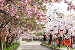 造幣局の桜の通り抜け(大阪府)の情報｜ウォーカープラス