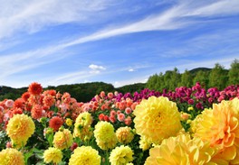7500株のダリアの花々が咲く様はまさに百花繚乱
