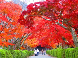 参道が真っ赤なモミジトンネルになる