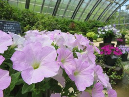 色鮮やかに咲きそろうペチュニアの植物展