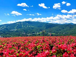 ベゴニア畑が真っ赤に染まる