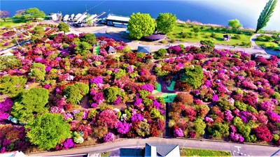 美しく咲くツツジを愛でながら園内を散策できる