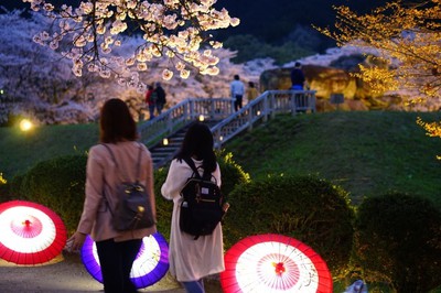 石舞台古墳夜桜ライトアップ 奈良県 の情報 ウォーカープラス