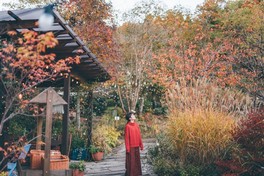 10月中旬ごろから木や多年草などの紅葉が始まる
