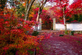 鮮やかな紅葉に彩られた浄住寺の正門前