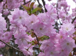 ソメイヨシノや八重桜、約1000本もの桜が咲く