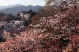 眼下に山桜を眺められる
