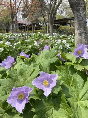 日本固有種のシラネアオイが満開