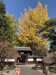 史跡足利学校を象徴する学校門とイチョウ