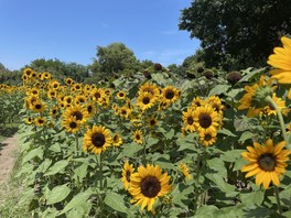 5品種のヒマワリが咲く
