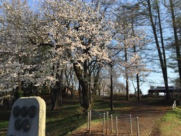 たくさんの桜であたり一面真っ白に