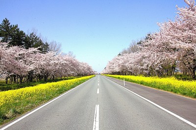 桜 菜の花ロードの桜 秋田県 の情報 ウォーカープラス