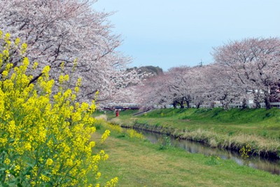 桜 見ごろ 佐奈川の桜と菜の花 愛知県 の情報 ウォーカープラス