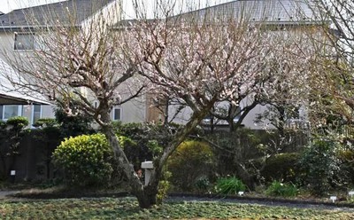 花 見ごろ 実篤記念館の梅 東京都 の情報 ウォーカープラス