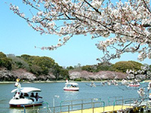 明石公園さくらまつり 中止となりました 兵庫県 の情報 ウォーカープラス