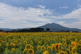 筑波山とひまわり畑による壮大なコラボレーションを楽しめる