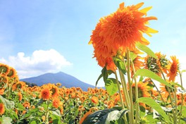 太陽の光をたっぷり浴びて元気よく花を咲かせる八重ひまわり