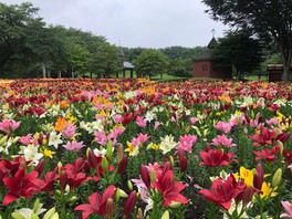 埼玉県の花 自然情報一覧 1件 ウォーカープラス