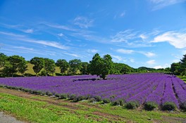畑一面が紫色の花で埋め尽くされる