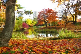落ち葉が彩る菖蒲池と紅葉の絶景