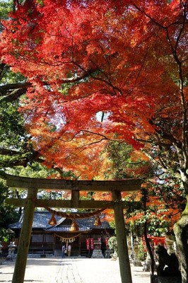 亀山公園の紅葉 三重県 の情報 ウォーカープラス